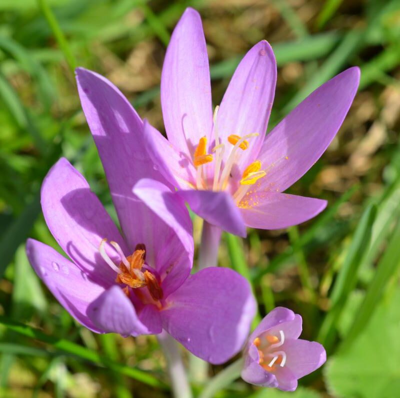 photos page d&#8217;accueil Colmar 5