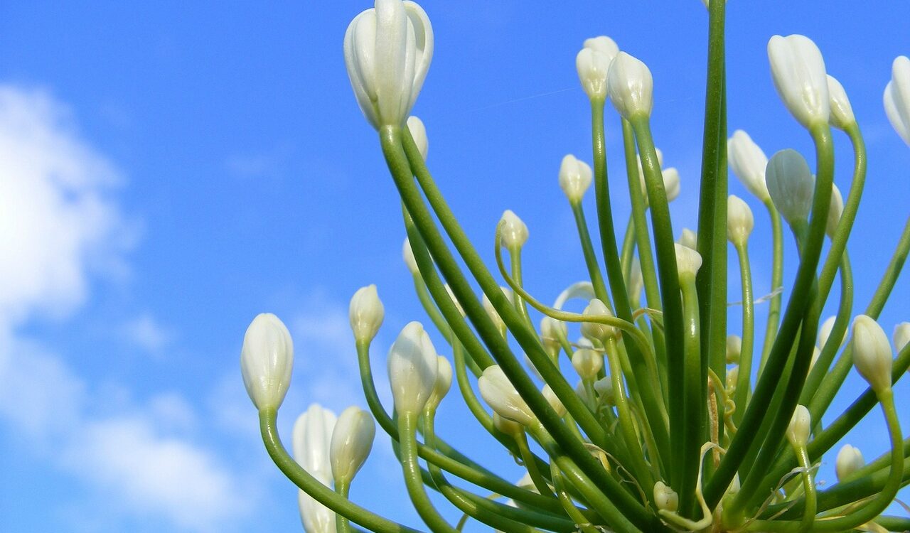 Jardin spectaculaire sans effort Illzach