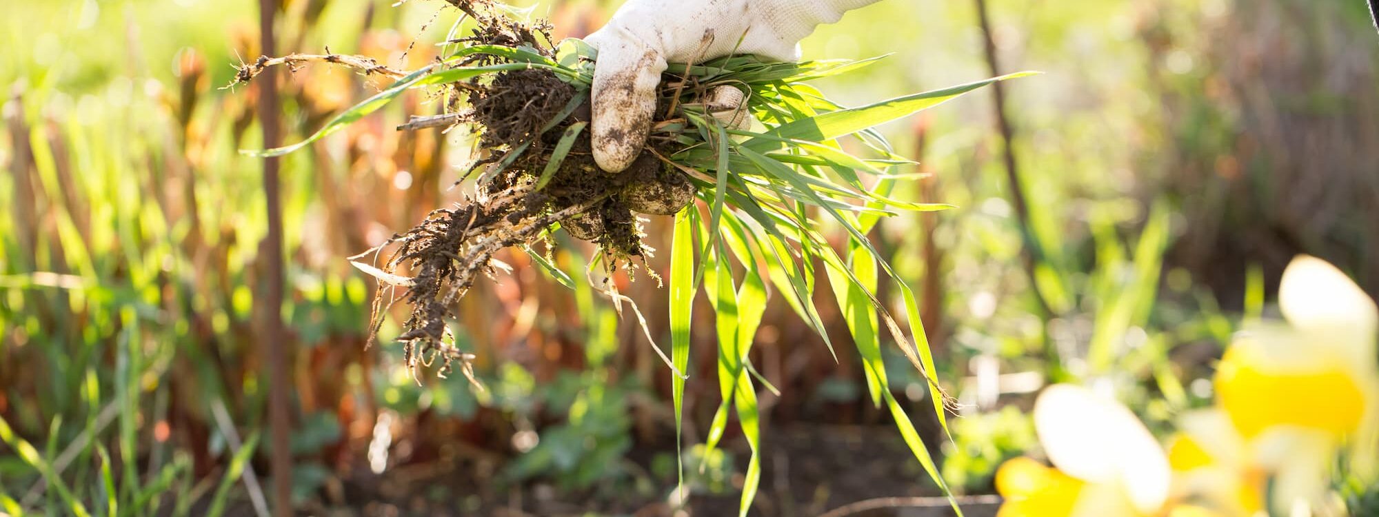 MAUVAISES_HERBES _SANS_PRODUITS_CHIMIQUES 2000X750 | Jardin et Paysage Comment éviter les mauvaises herbes sans utiliser de produits chimiques ? Guebwiller