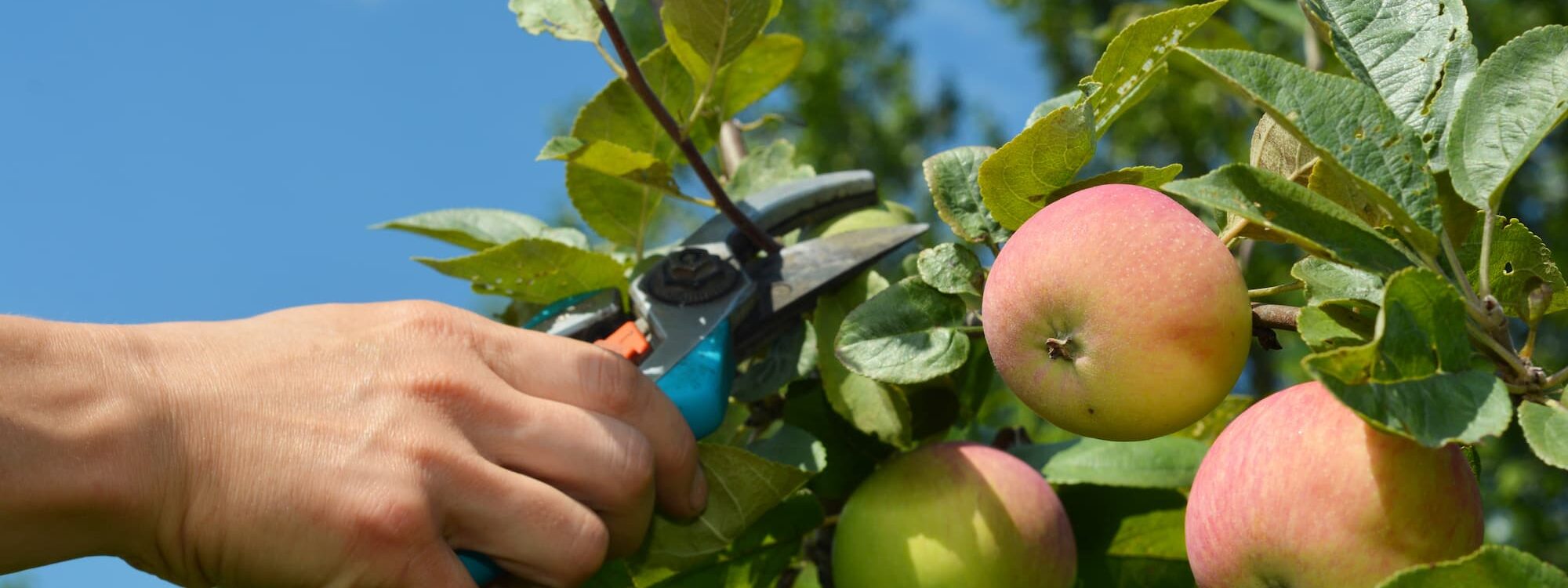 Taille douce, taille s&eacute;v&egrave;re : quelle technique adopter pour vos arbres fruitiers ? Saint-Di&eacute;-des-Vosges