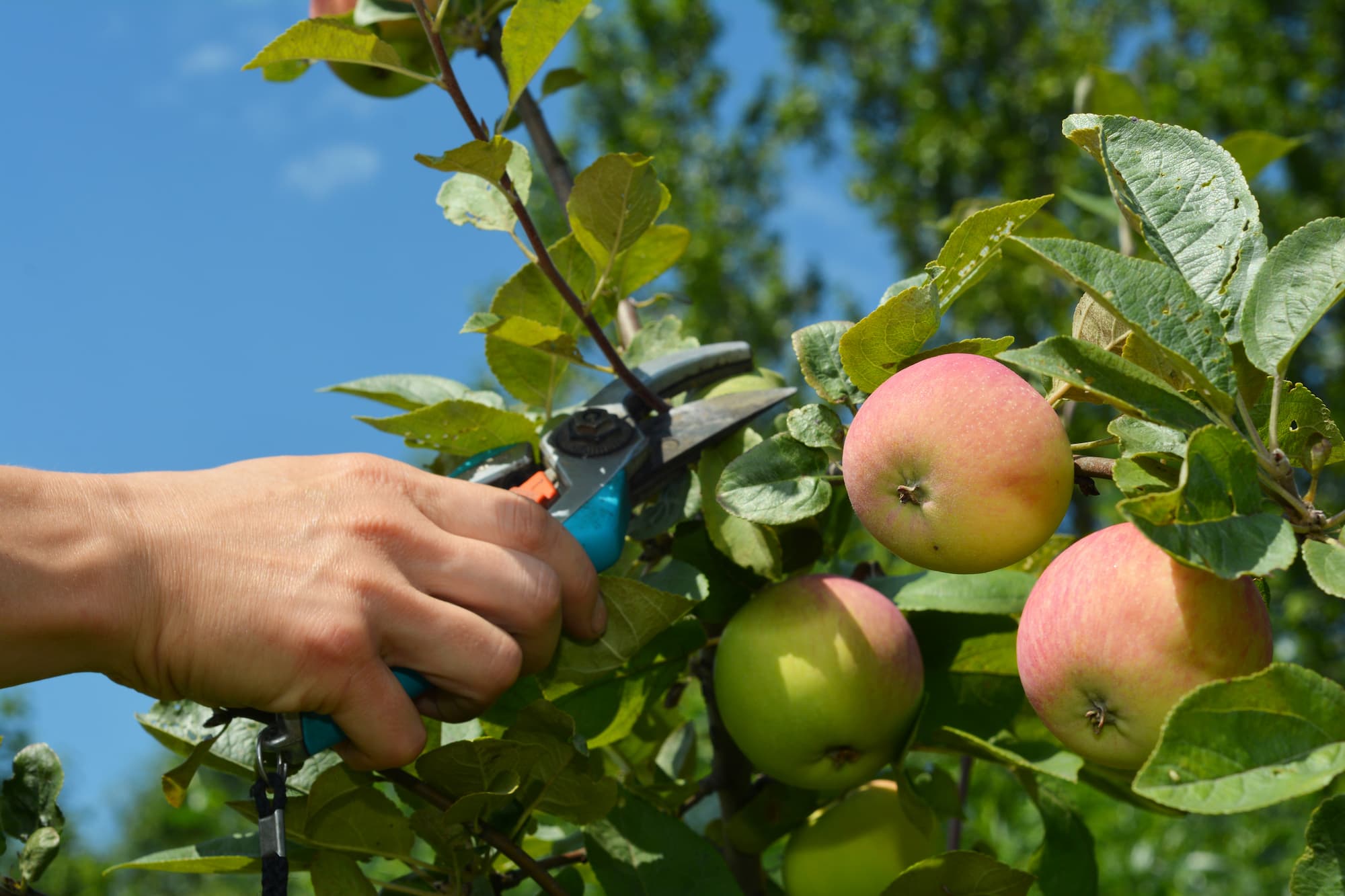 Taille douce, taille s&eacute;v&egrave;re : quelle technique adopter pour vos arbres fruitiers ? Saint-Di&eacute;-des-Vosges