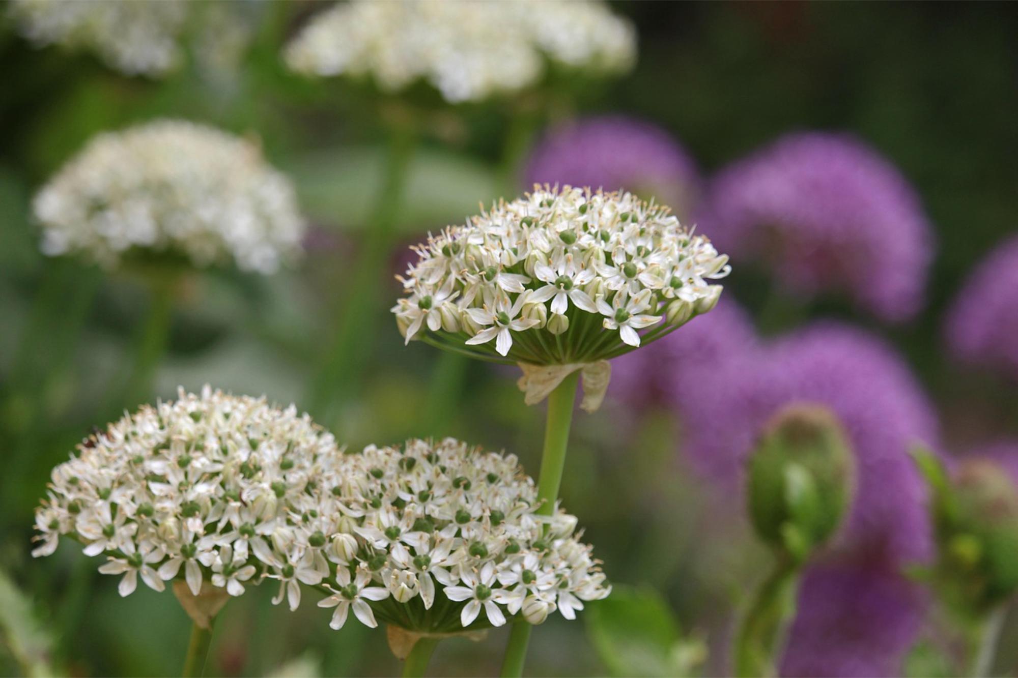 Entretien de jardin proche de Mulhouse et Wittelsheim Montb&eacute;liard 2