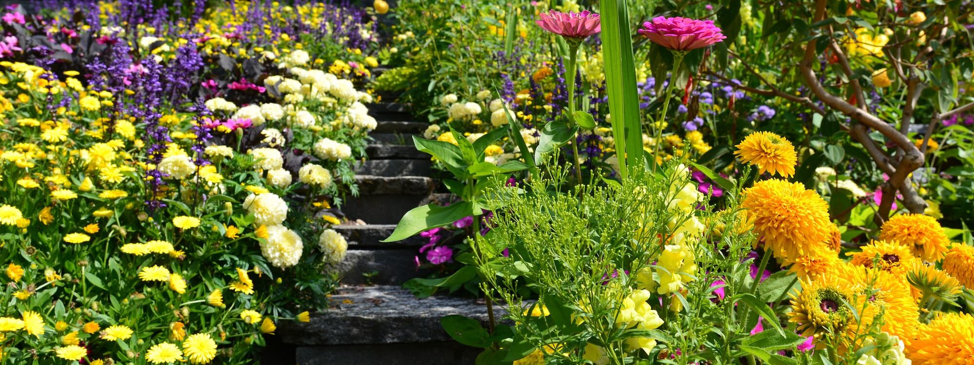 MASSIF_FLEURS_ENTRETIEN 2000X750 | Jardin et Paysage Comment entretenir ses massifs pour des floraisons longues et équilibrées ? Mulhouse