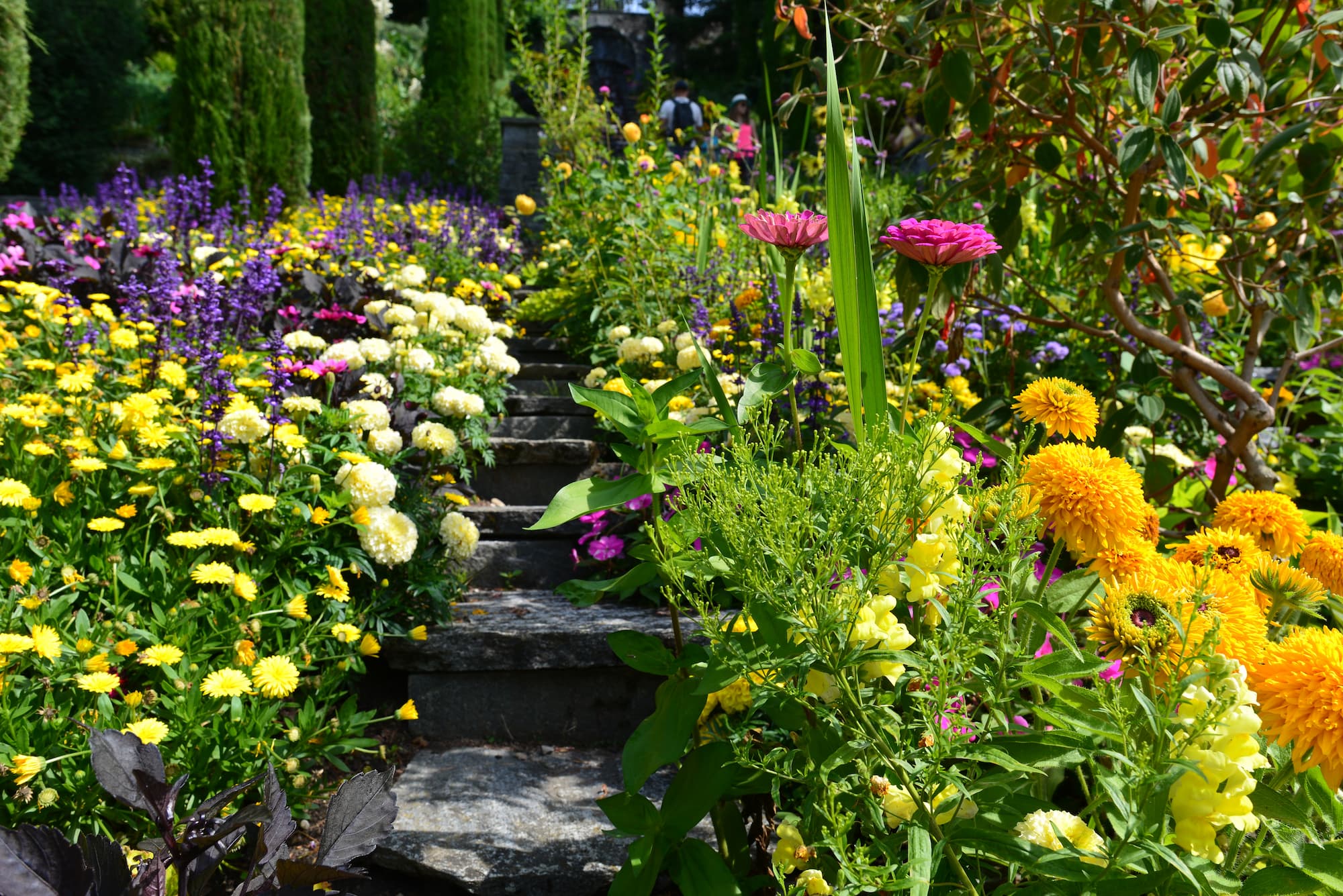 Comment entretenir ses massifs pour des floraisons longues et &eacute;quilibr&eacute;es ? Mulhouse